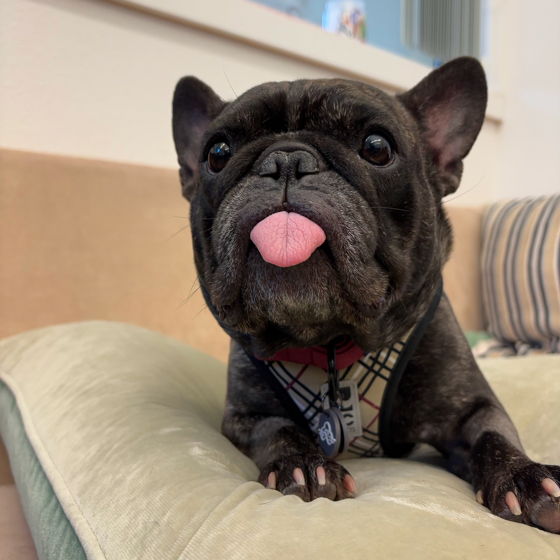 Black French bulldog sitting indoors with tongue out.