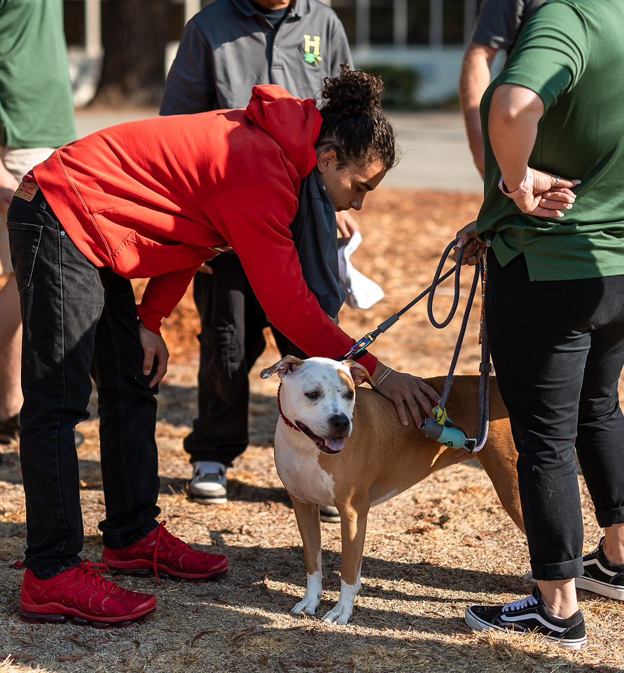 Student playing with a dog on residential campus grounds.
