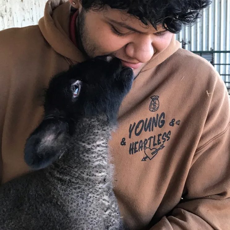 Student gently interacting with a black lamb during animal care activity